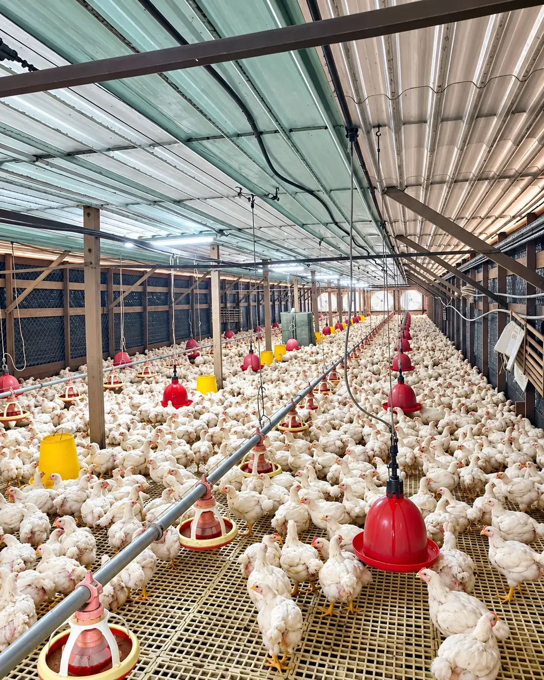 Inside the Kim Yoon Soon chicken house in Rantau